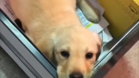 funny dog videos | puppies | labraor