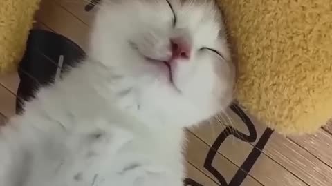 Funny animal|funny animals video|try not to laugh #cute & #funny - #cat - #video - #shorts