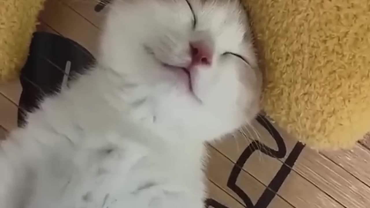 Funny animal|funny animals video|try not to laugh #cute & #funny - #cat - #video - #shorts