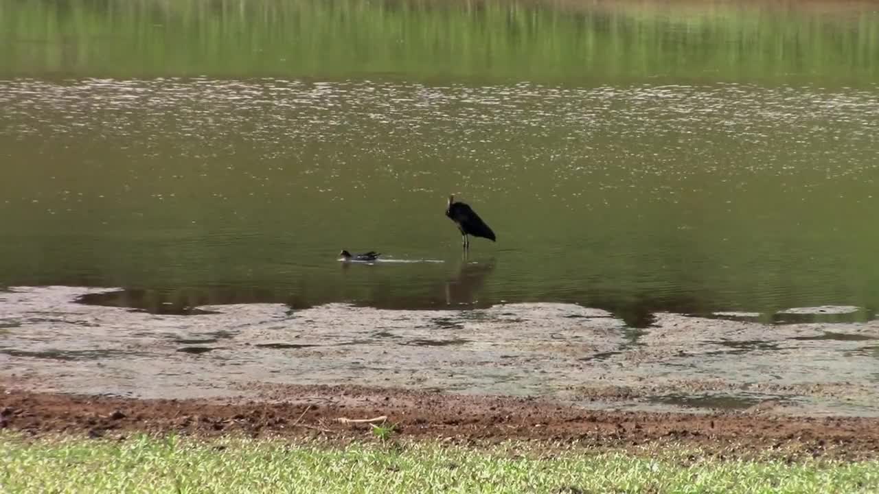 Ducks Water Lake Nature Animal Pond Swim Wild