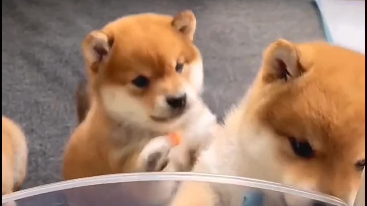 Shiba inu