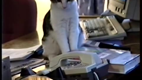 Cat answers office phone