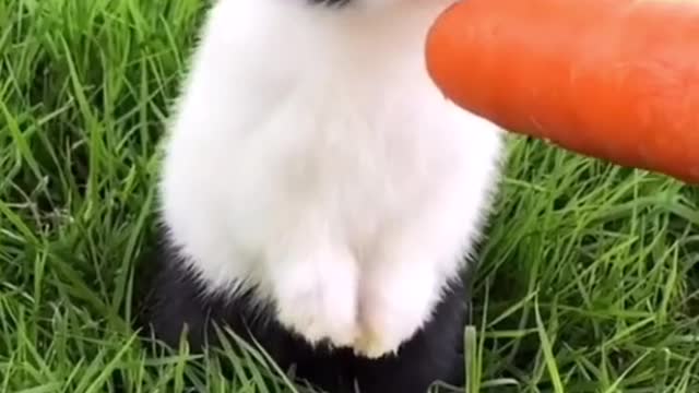 the rabbit to the grass to eat carrots