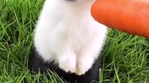 the rabbit to the grass to eat carrots