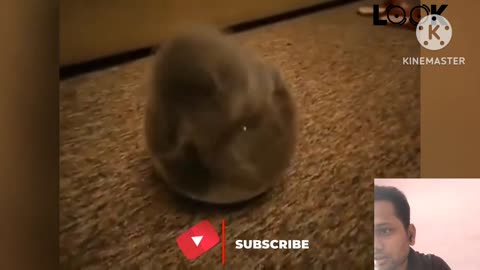 funny cat reaction