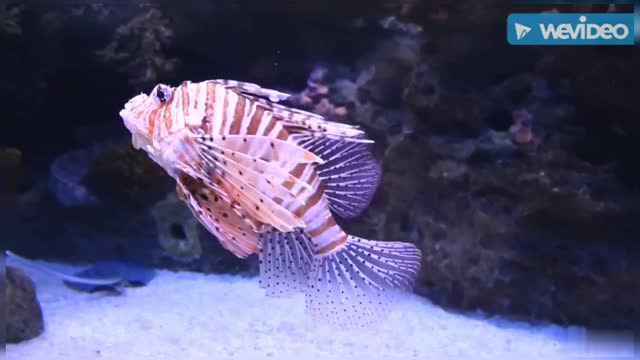 Beautiful Scorpion Fish In Tank