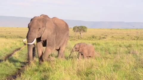 The strong bond between mother and baby elephant