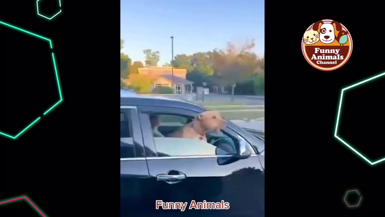 Funny videos Animals 😂😹