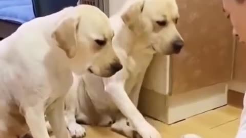 Guilty dog gets punished for choosing the wrong bowl