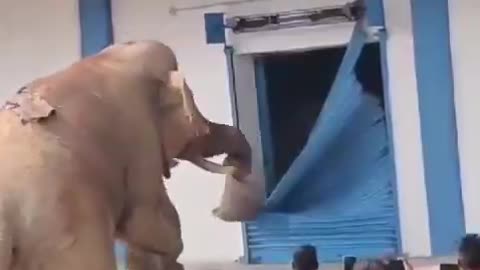 Hungry Elephant Broke The Shutter Of The Warehouse #shorts #shortvideo #youtubeshorts #video #virals