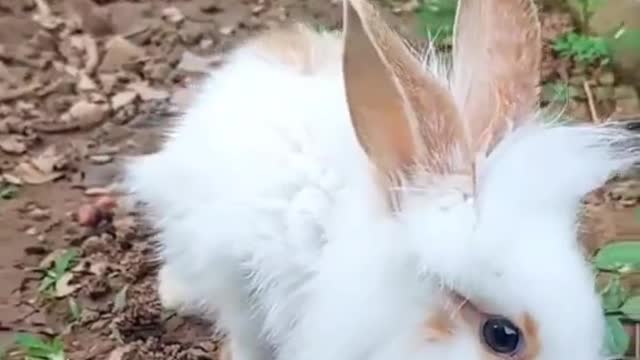 Cute Rabbit__Pets Lover Bd__Rabbit Farming__Rabbit Lover