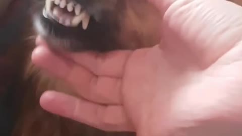 Funny angry la dog