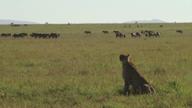 A Cheetah Hunting Animals