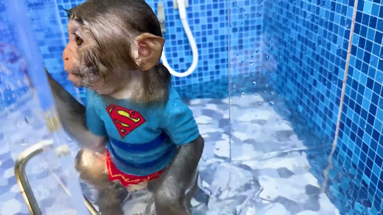 Monkey_Baby_Bon_Bon_forgot_to_turn_off_the_water_in_the_toilet_and_eat_with_duckling_at_the_pool