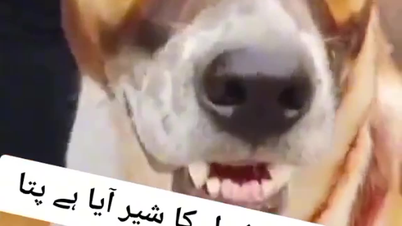 Funny video funny dog video