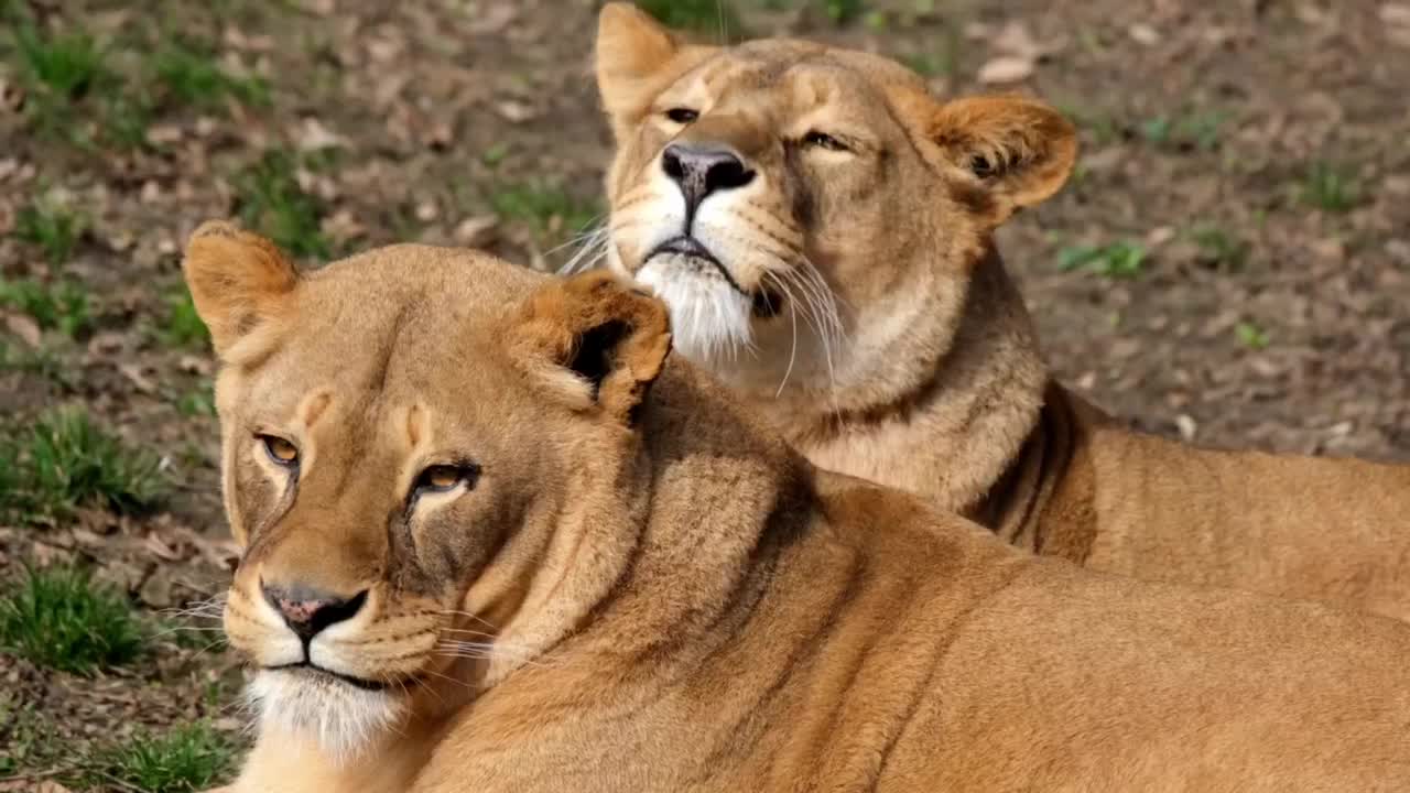 A lion eats the photographer at the end of the video (see what happened)