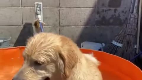 😂Best Funny of Dogs