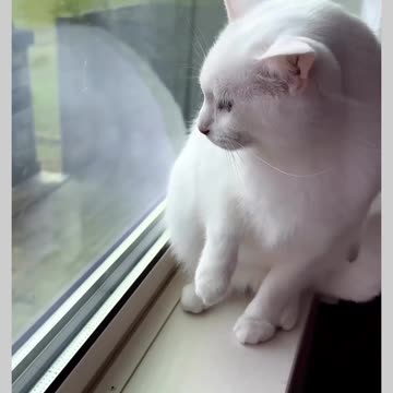 Simpoli and uske padosi