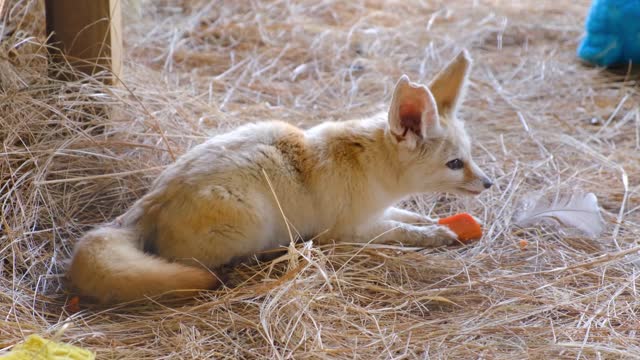 baby fox eating carrot