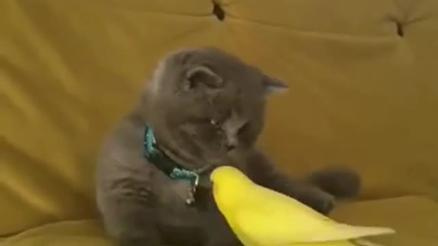 Cute cat playing with parrot funny shorts news