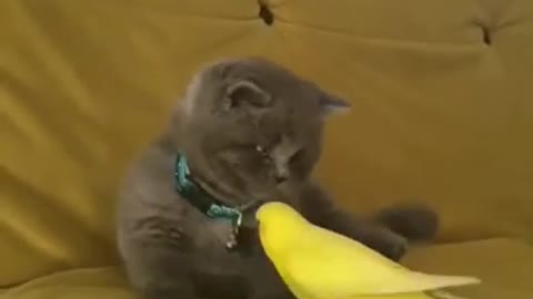 Cute cat playing with parrot funny shorts news