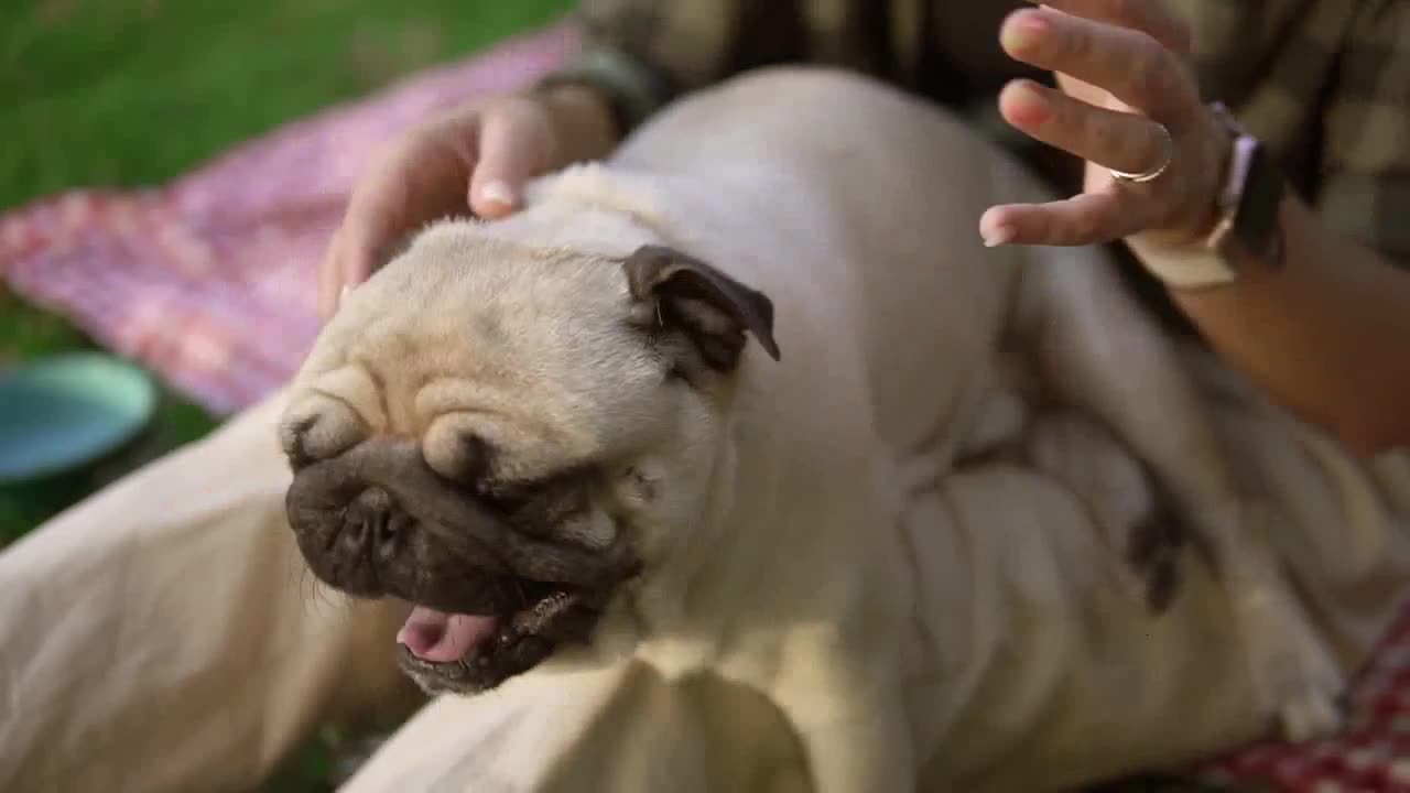 Rolling in Paw-sis: The Ultimate Dog Blooper Reel