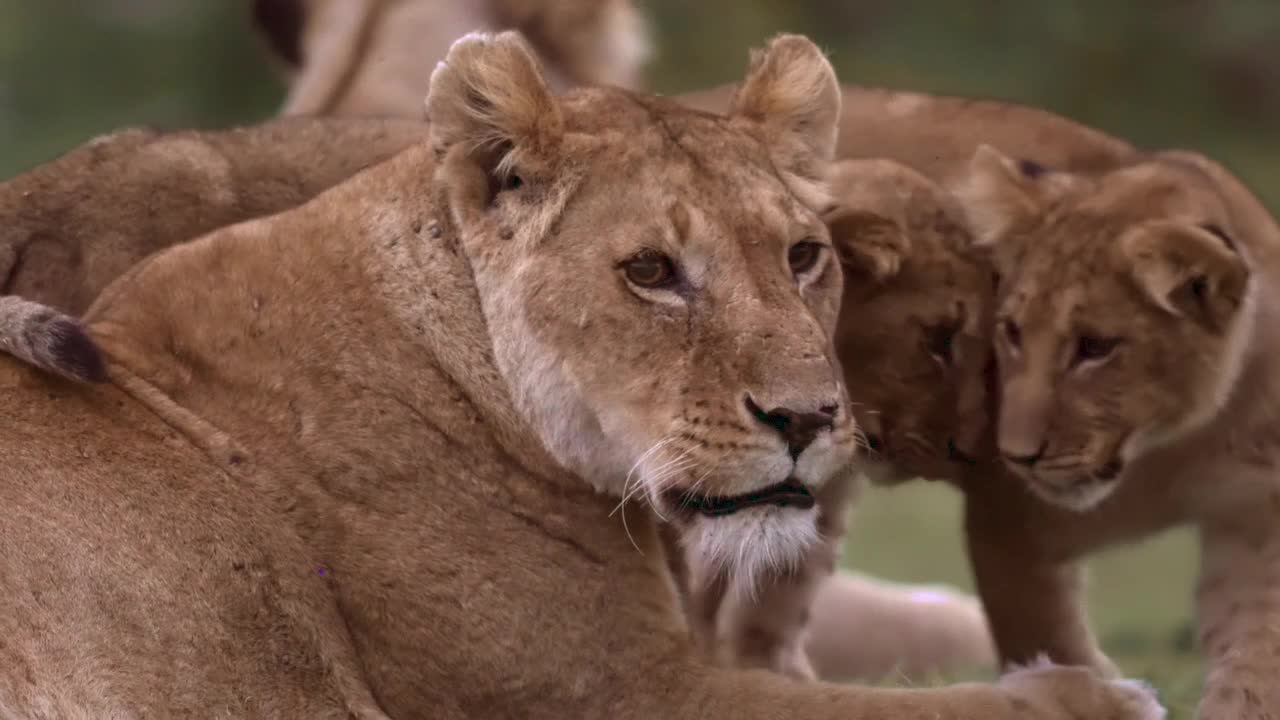 wild animal1