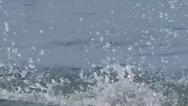 In ten seconds a hawk catches a large catfish