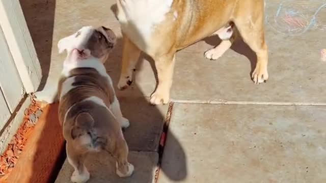 brandon the bulldog and his son are so cute