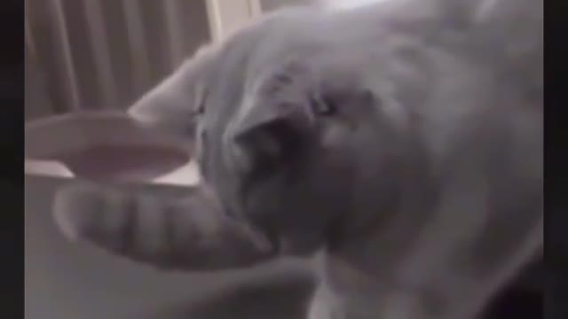 New funny cat video