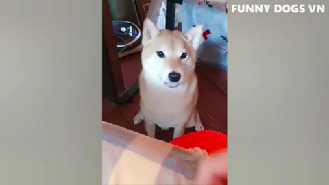 funny dogs and cats