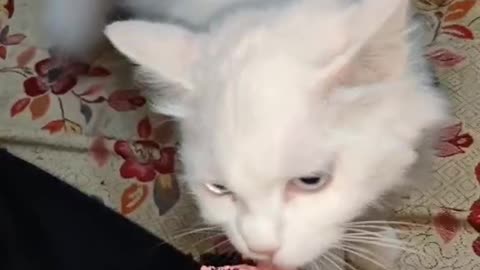 Cute and funny cat video.