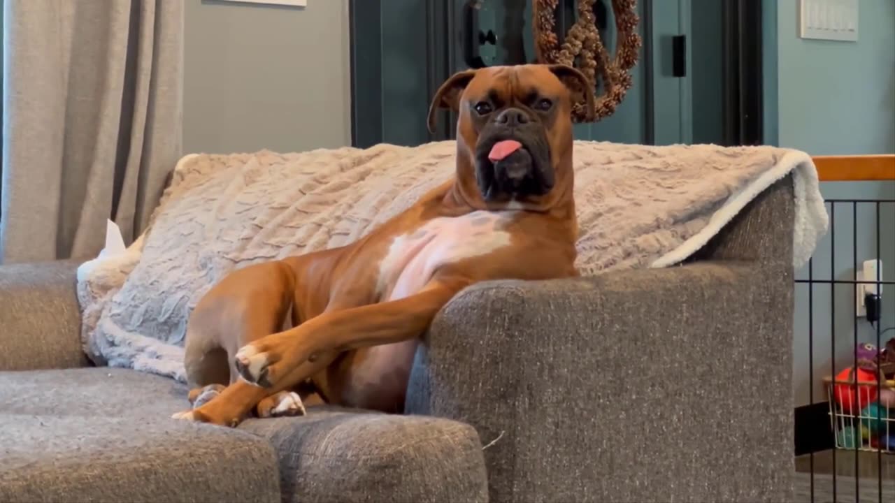 Funniest Cats And Dogs Videos - Best Funny Animal Videos 2024 😁
