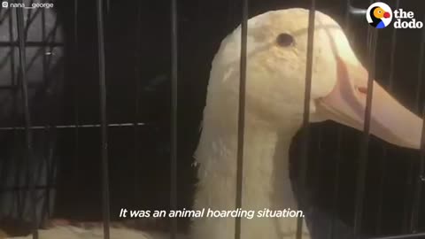 Duck Ever Is Obsessed With A Giant Dog - The Dodo_Cut