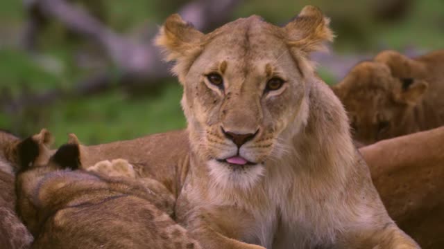 Lion kids