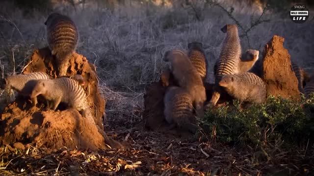 The Mongoose Mercilessly Tears The Baby Rabbits -1