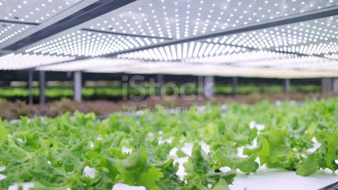 Vertical Farming Offers a Path Toward a Sustainable Future