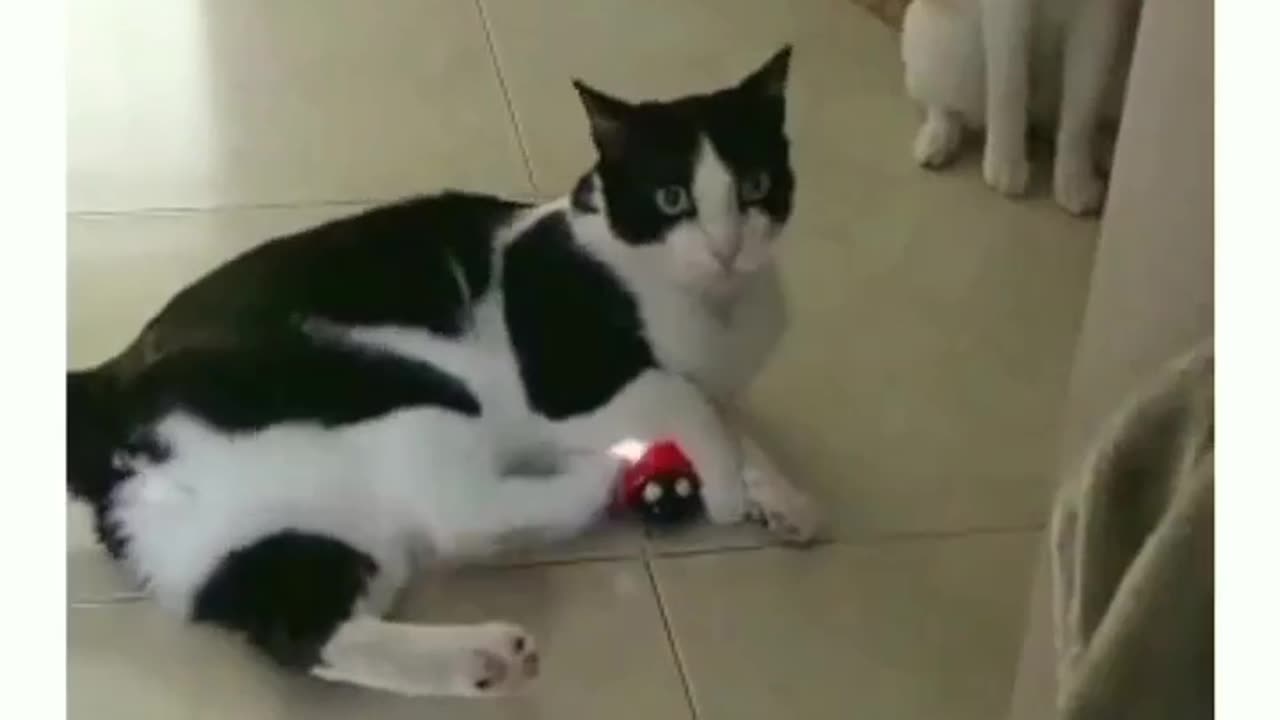 Hilarious Cat Reaction to Ladybug Toys