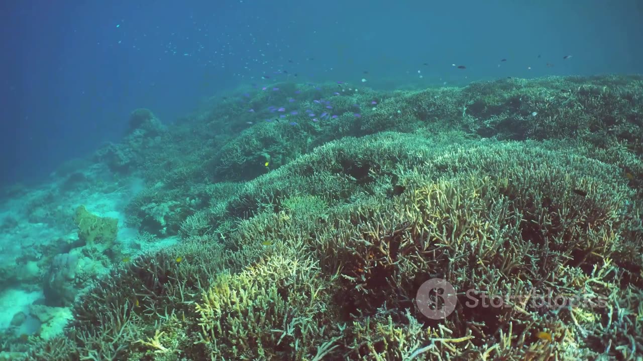 Ocean Pioneers: Celebrating Leading Figures in Marine Science and Exploration