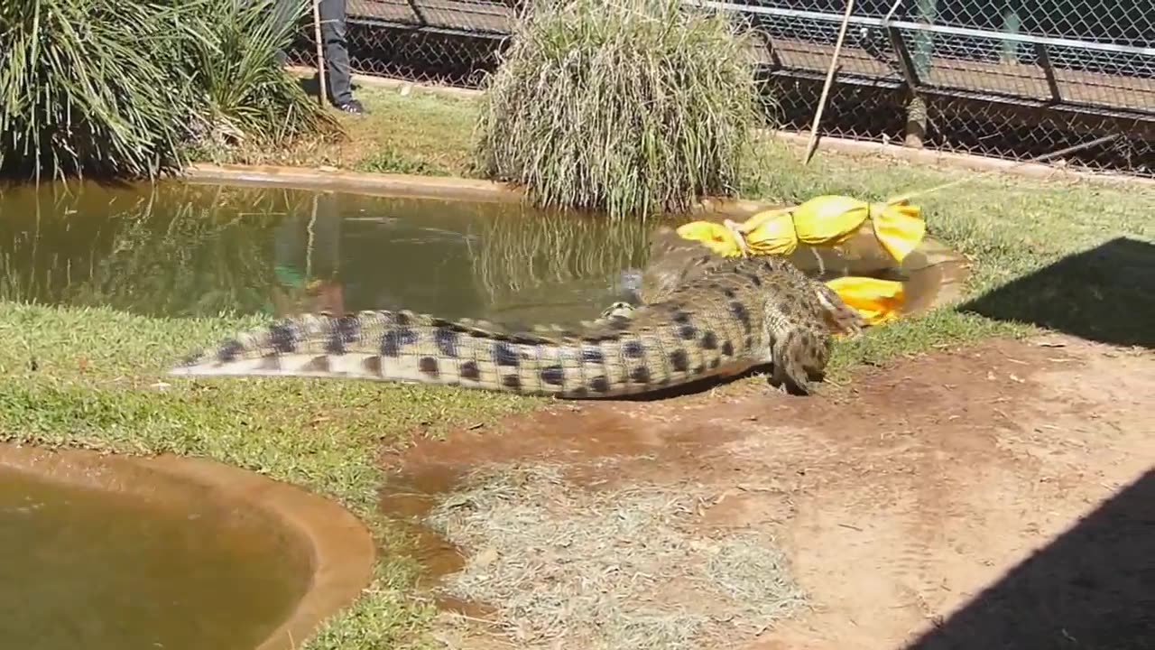 Snakes Downunder Reptile Park