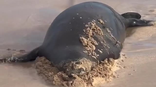 This seal is so funny