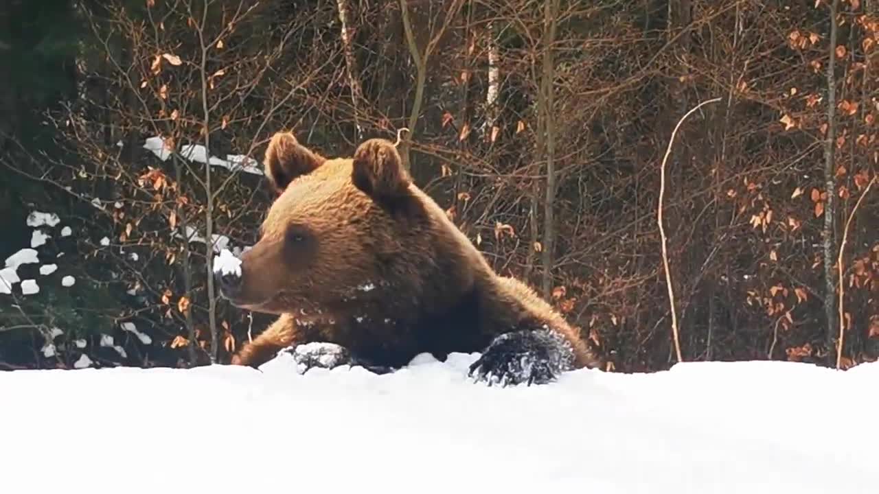 Skiing with the bear on the slope - 9 Martie 2021, Partia Cocosul Predeal Romania, by Mister Fox