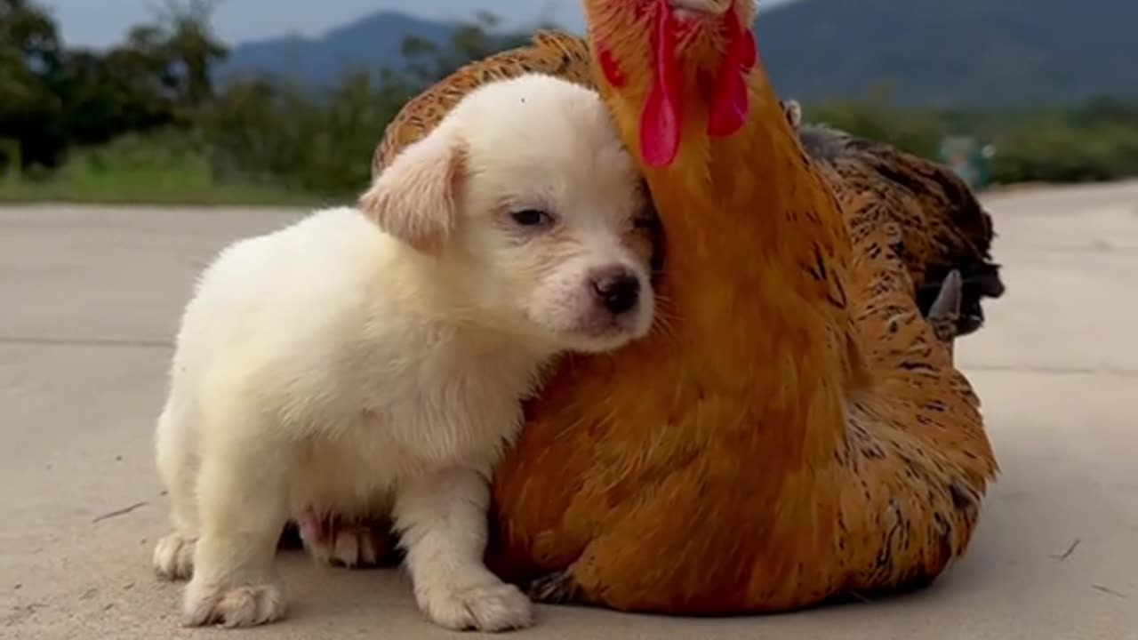 I love Animals