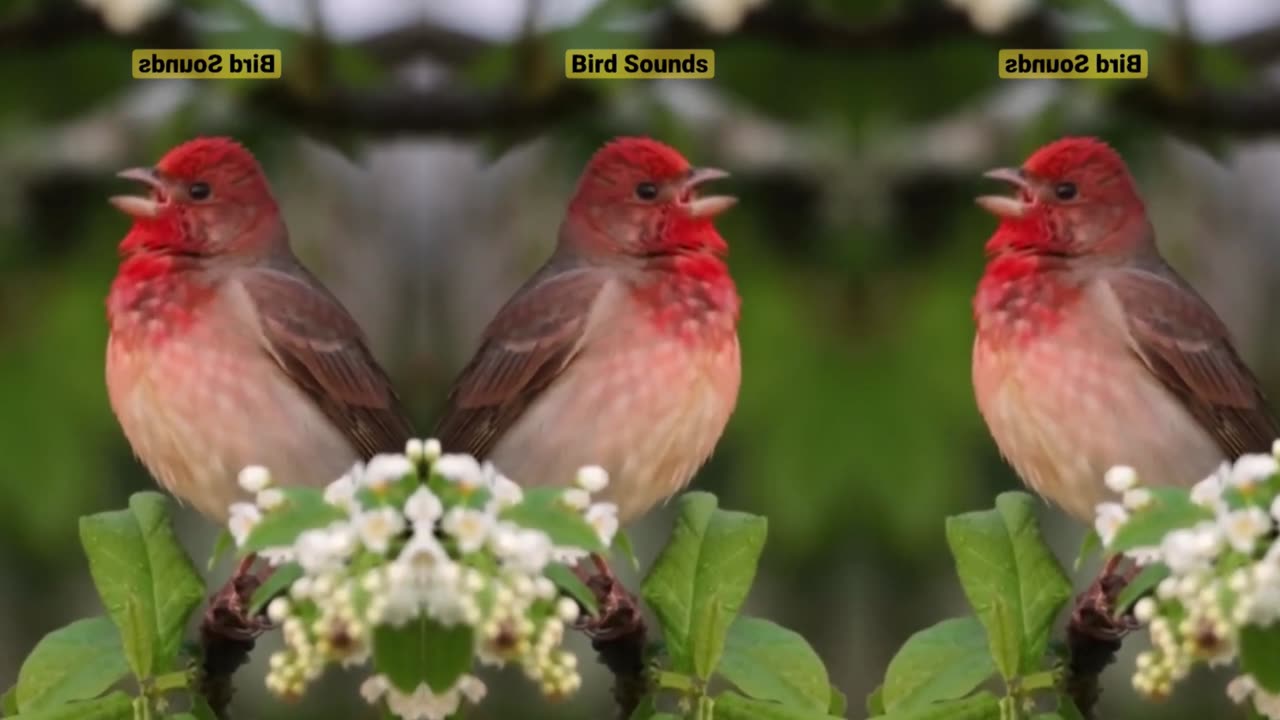 A wonderful tweet of a canary