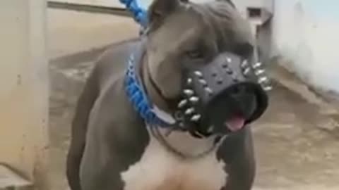 Danger dog of mouth