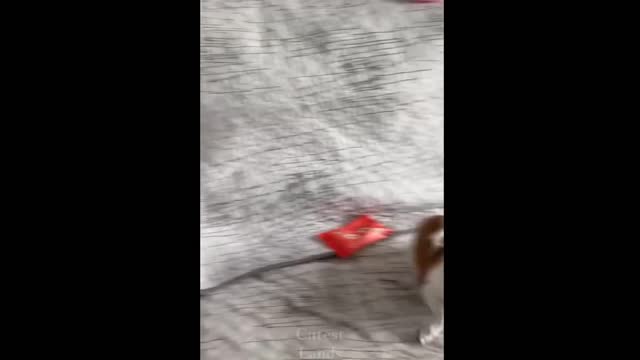 Aww Cute Baby Animals Videos Compilation ♥ Best Funny Pets Videos