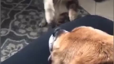 Cute pets🐈🤩
