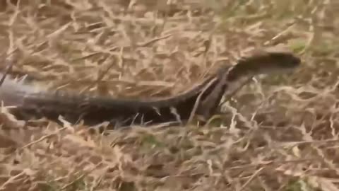 Top 6 cobra vs Mongoose great battle