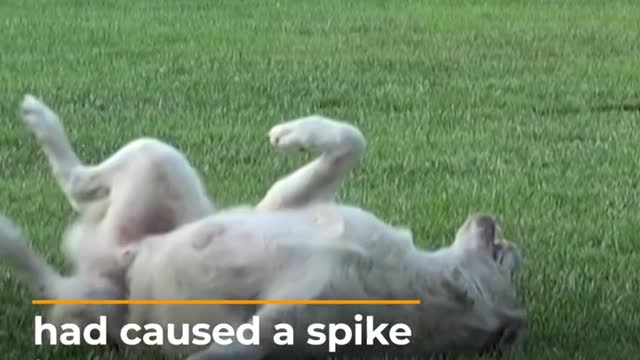 Turkish court blocks ‘killer app' that locates stray dogs | Al Jazeera Newsfeed