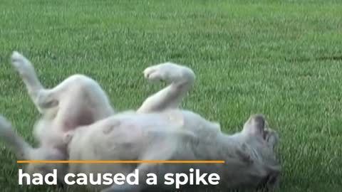 Turkish court blocks ‘killer app' that locates stray dogs | Al Jazeera Newsfeed